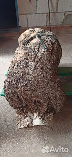 Сувель березовый