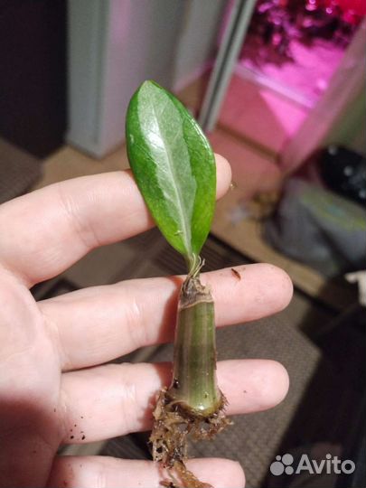 Замиакулькас вариегатный