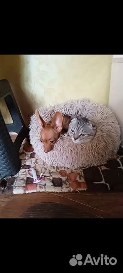 Передержка кошек и мелких собак