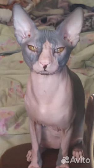 Котята сфинкс