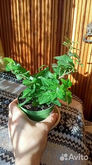 Плющ хедера