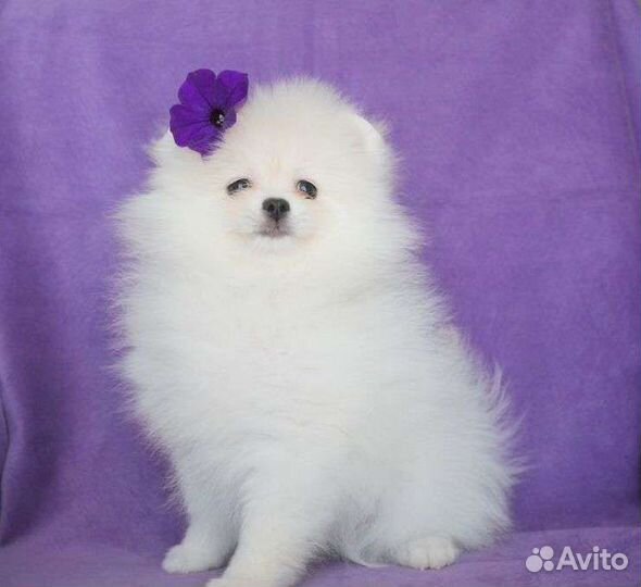 Шпиц помераночки, девочки красотули