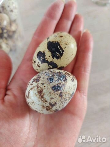 Яйца перепелиные, инкубац. яйцо, вывод под заказ