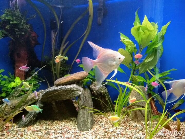 Профессиональный уход за Вашим аквариумом