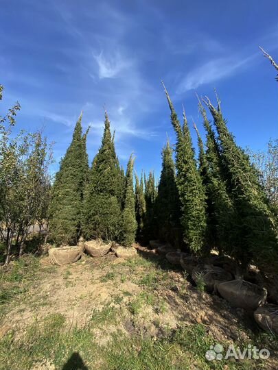 Сосна обыкновенная 3,6 м