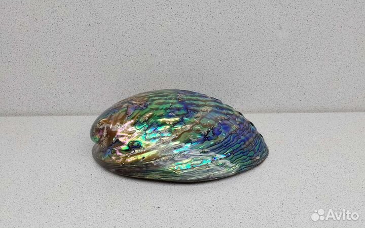 Халиотис Ирис 14,6 морская ракушка раковина