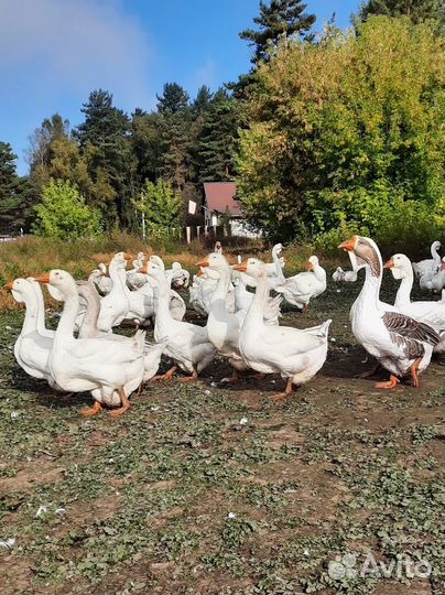 Холмогорские гуси