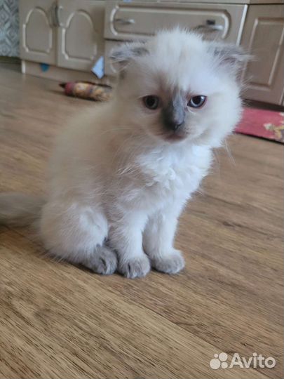 Шотландская вислоухая девочка