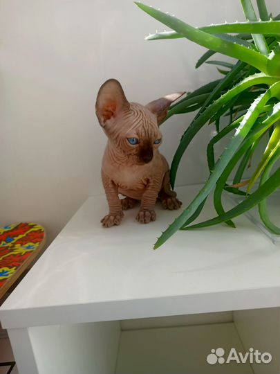 Котята Канадского сфинкса