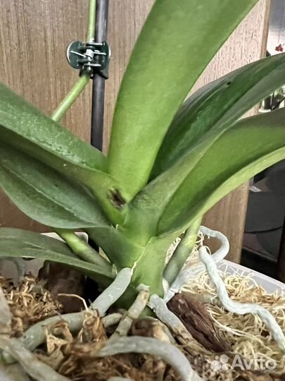 Орхидея фаленопсис I-hsin spot leopard