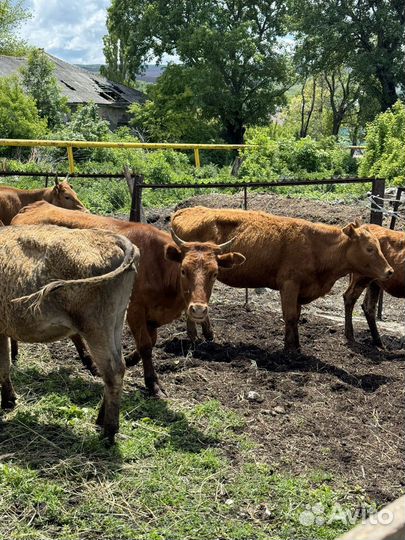 Коровы и телки