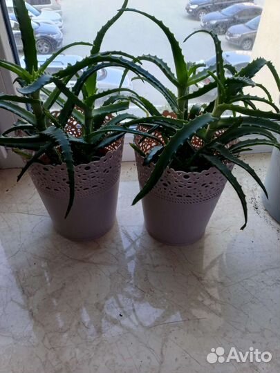 Алоэ лечебный