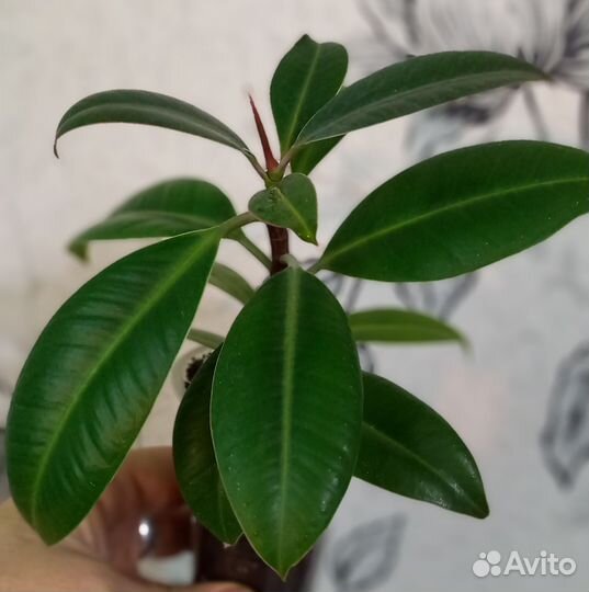 Фикус Мелани