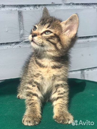Кошечка -рысёнок
