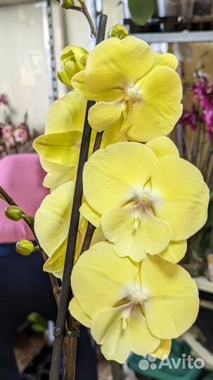 Сортовые орхидеи фаленопсис
