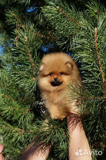 Померанский шпиц