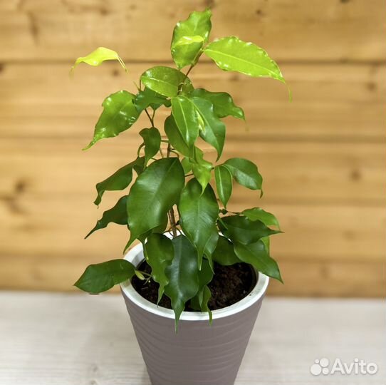 Фикус бенджамина