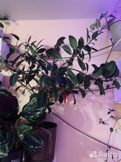 Фикус Робуста