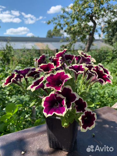 Вегетативная петуния