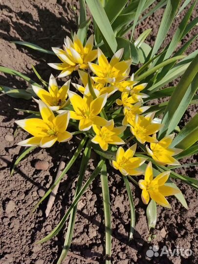 Тюльпан Тарда Дасистемон