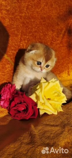 Шотландские девочки