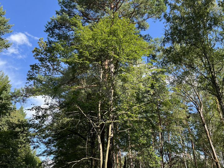 Участок 49,4 сот. (ИЖС)