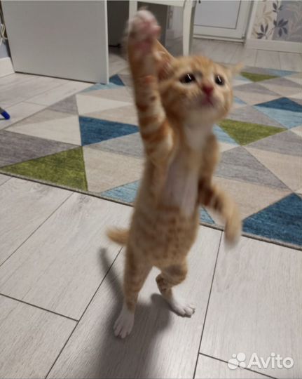 Котенок бесплатно