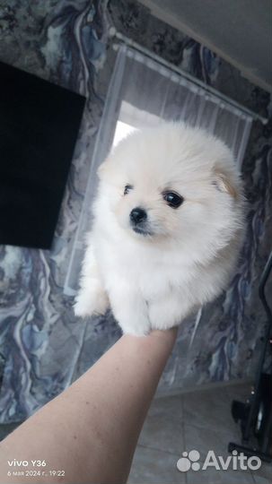 Померанский шпиц