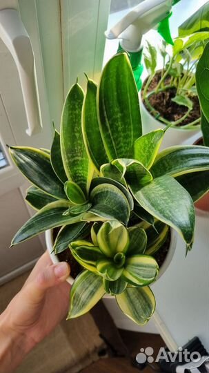 Сансевиерия ханни