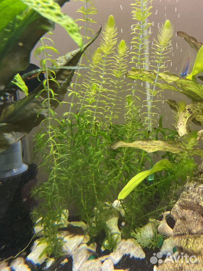 Аквариумные растения обмен
