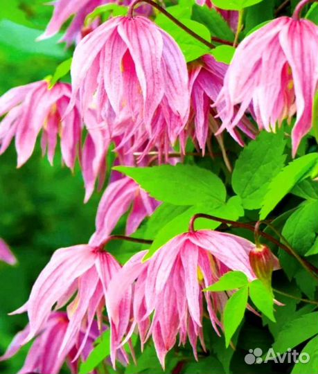 Княжики саженцы