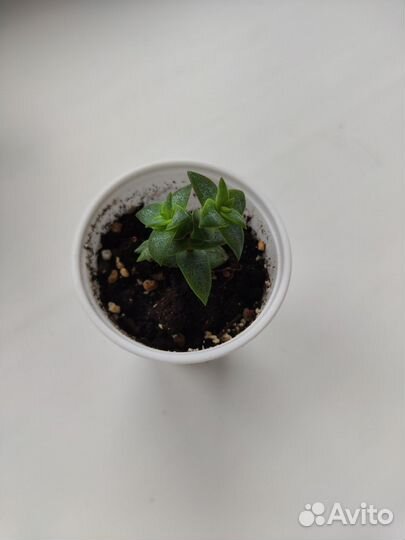 Суккуленты Микс 1