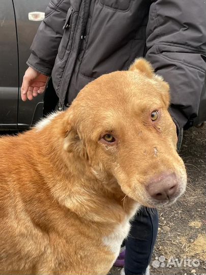 Алабай в добрые руки