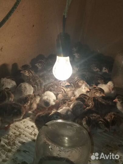 Яйца цесарки, цесарята,индоутки и индоутята