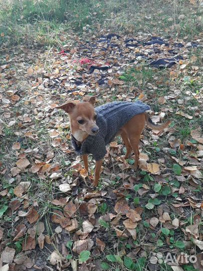 Той Терьер для вязки