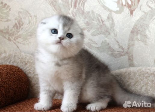Серебряная шиншилла кошка вислоухая