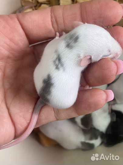 Крыса Дамбо