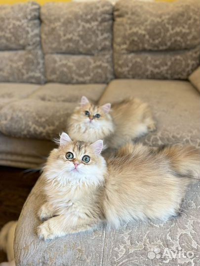 Котята британская золотая шиншилла