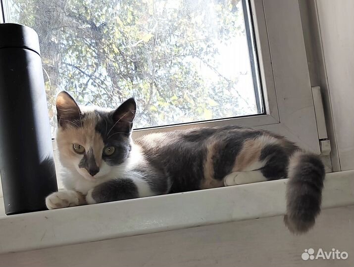 Кошка подросток