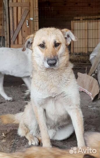 Кузя ищет дом