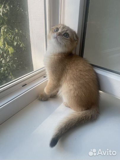 Котята золотая шиншилла