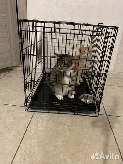 Клетка для перевозки собак и кошек Аренда