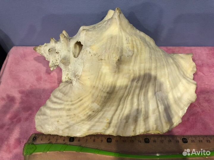 Ракушка морская большая