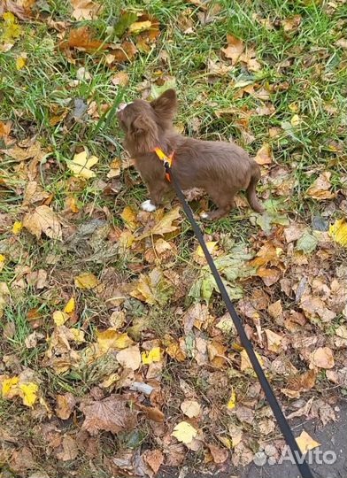 Порода чихуахуа