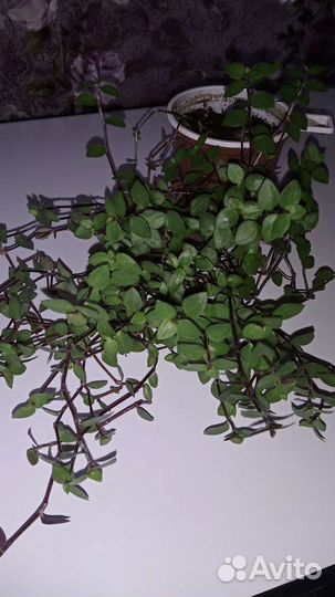 Каллизия ползучая