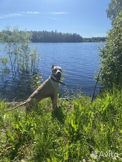 Стаффордширский терьер в добрые руки