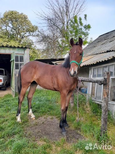 Племенная Орловская кобылка