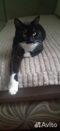 Отдам кота в добрые руки