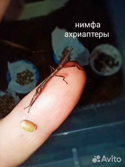 Разные виды палочников