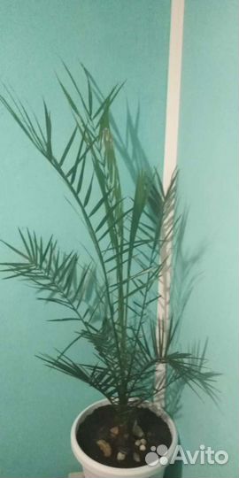 Финиковая Пальма